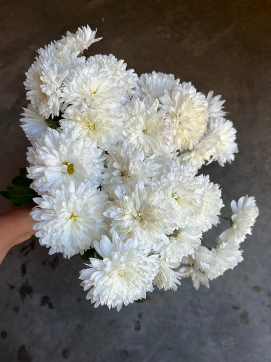 URC Bulk - Chrysanthemum 'Bridal White' (50 ct)
