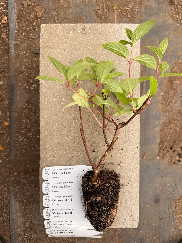 Quart Shrub - Hydrangea paniculata 'Wim's Red'
