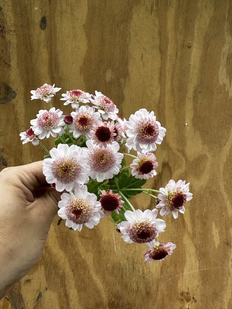 RC- Heirloom Chrysanthemum 'Rome'