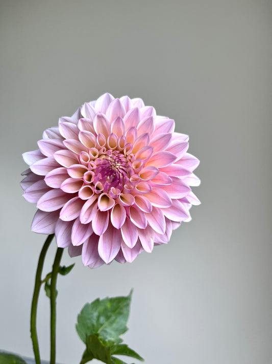 URC - Dahlia 'Coralie' 10 Cuttings