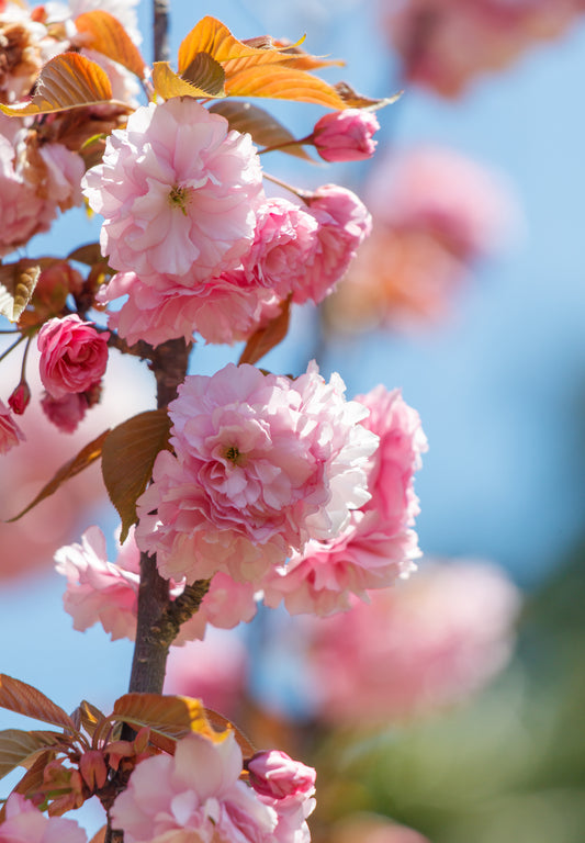 Quart - Prunus serrulata 'Kwanzan'