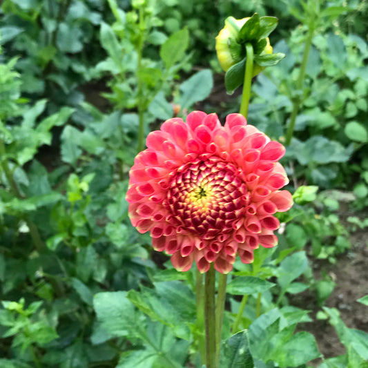 RC- Dahlia 'Snoho Doris' (1 plant)