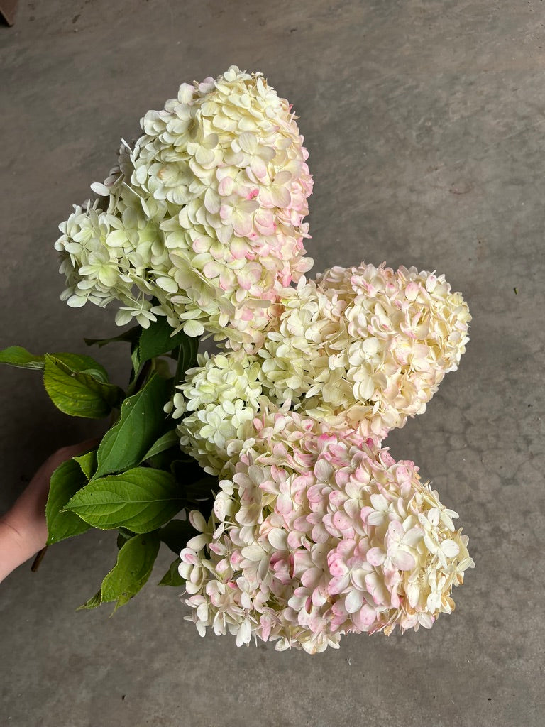 Bare Root Shrub - Hydrangea 'Limelight' (10 count)
