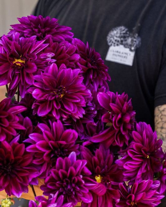 Dahlia Tuber 'Le Baron'