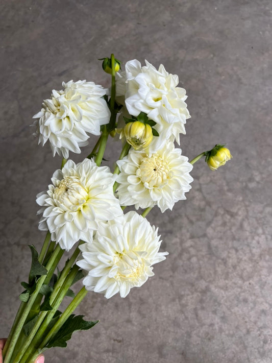 URC 'Blizzard' Dahlia 10 Cuttings