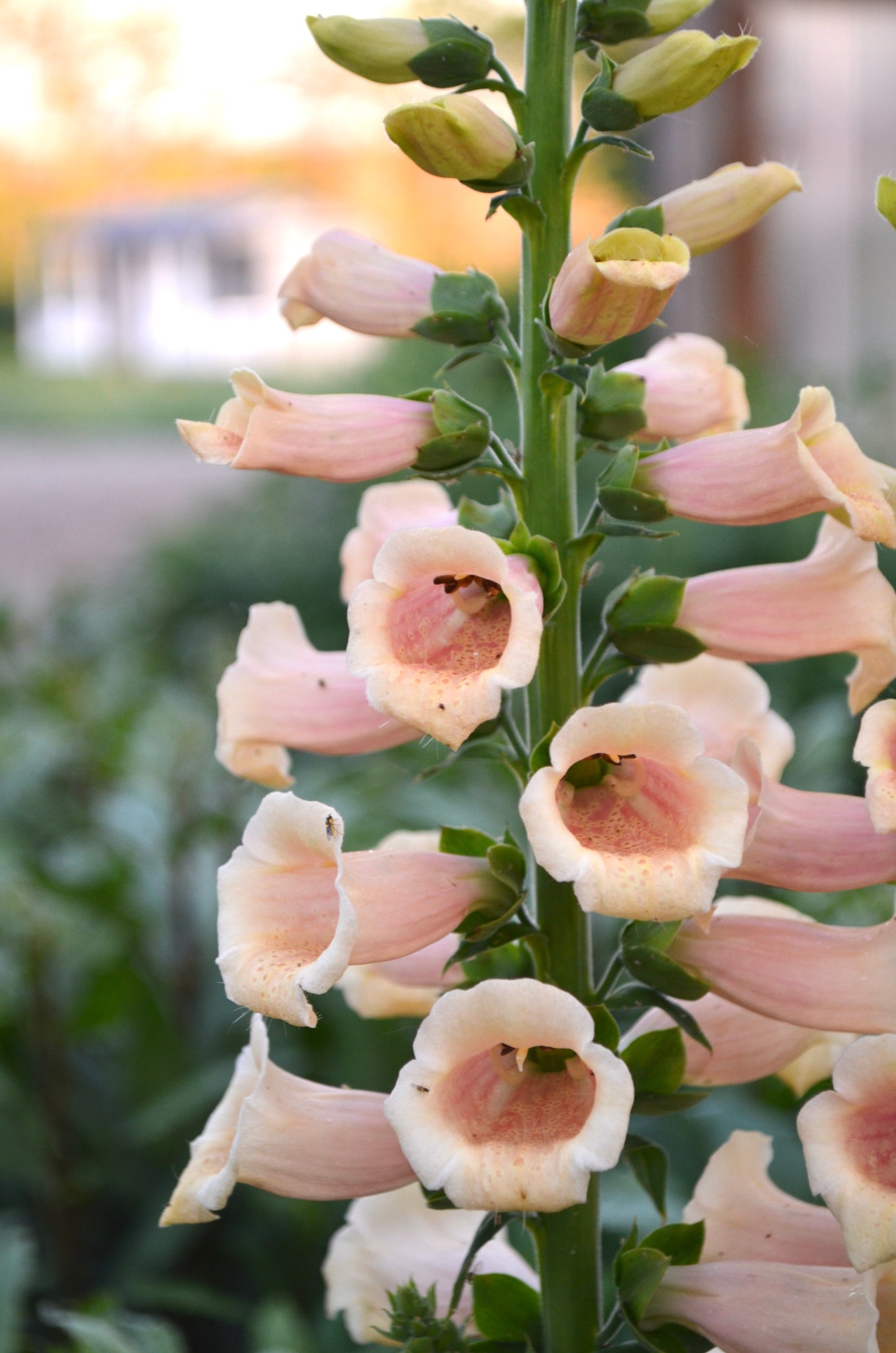 Digitalis 'Dalmation Peach'