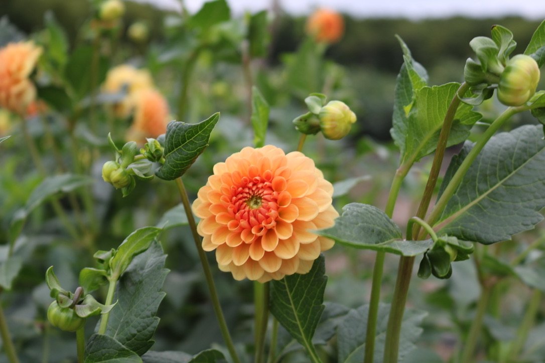 RC- Dahlia 'Golden Scepter'