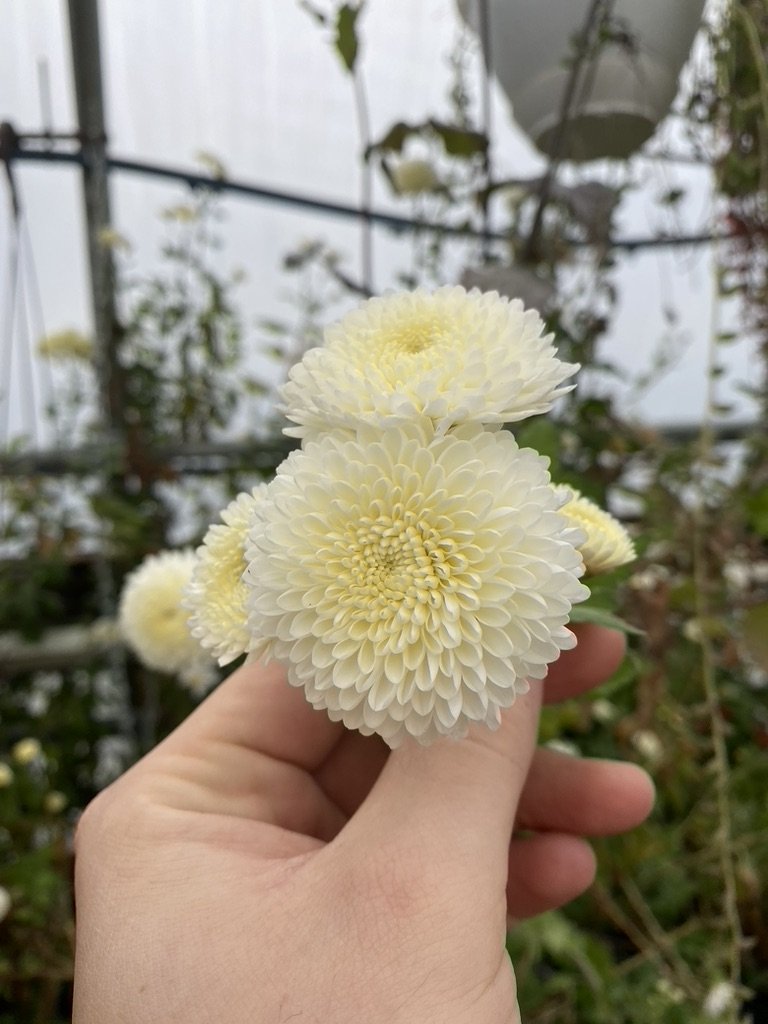 RC- Heirloom Chrysanthemum 'Moonbeam'