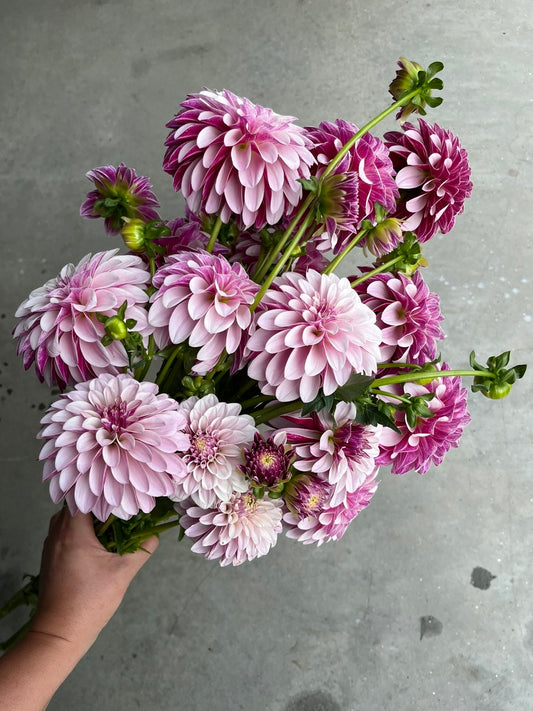 URC Bulk - Dahlia 'Salish Twilight Girl' (50 ct)