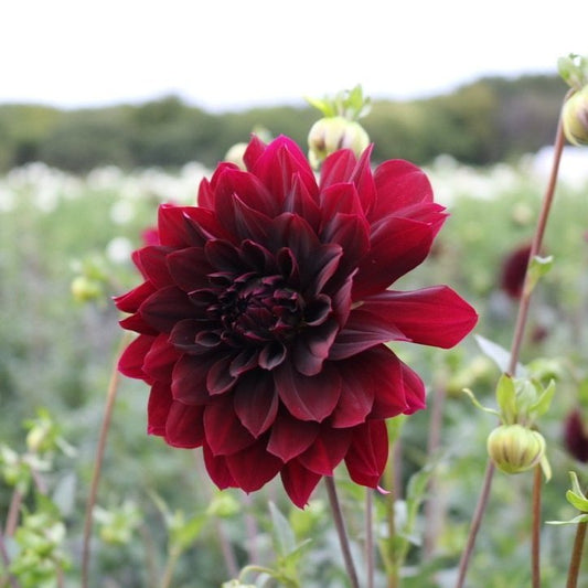 Dahlia Tuber 'Rip City'