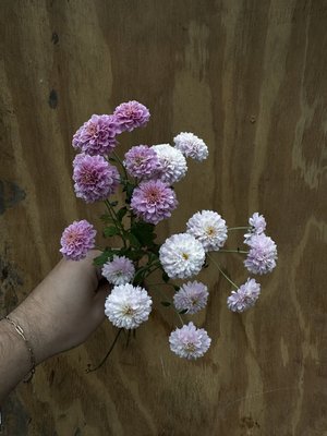 RC- Heirloom Chrysanthemum 'Trinket'