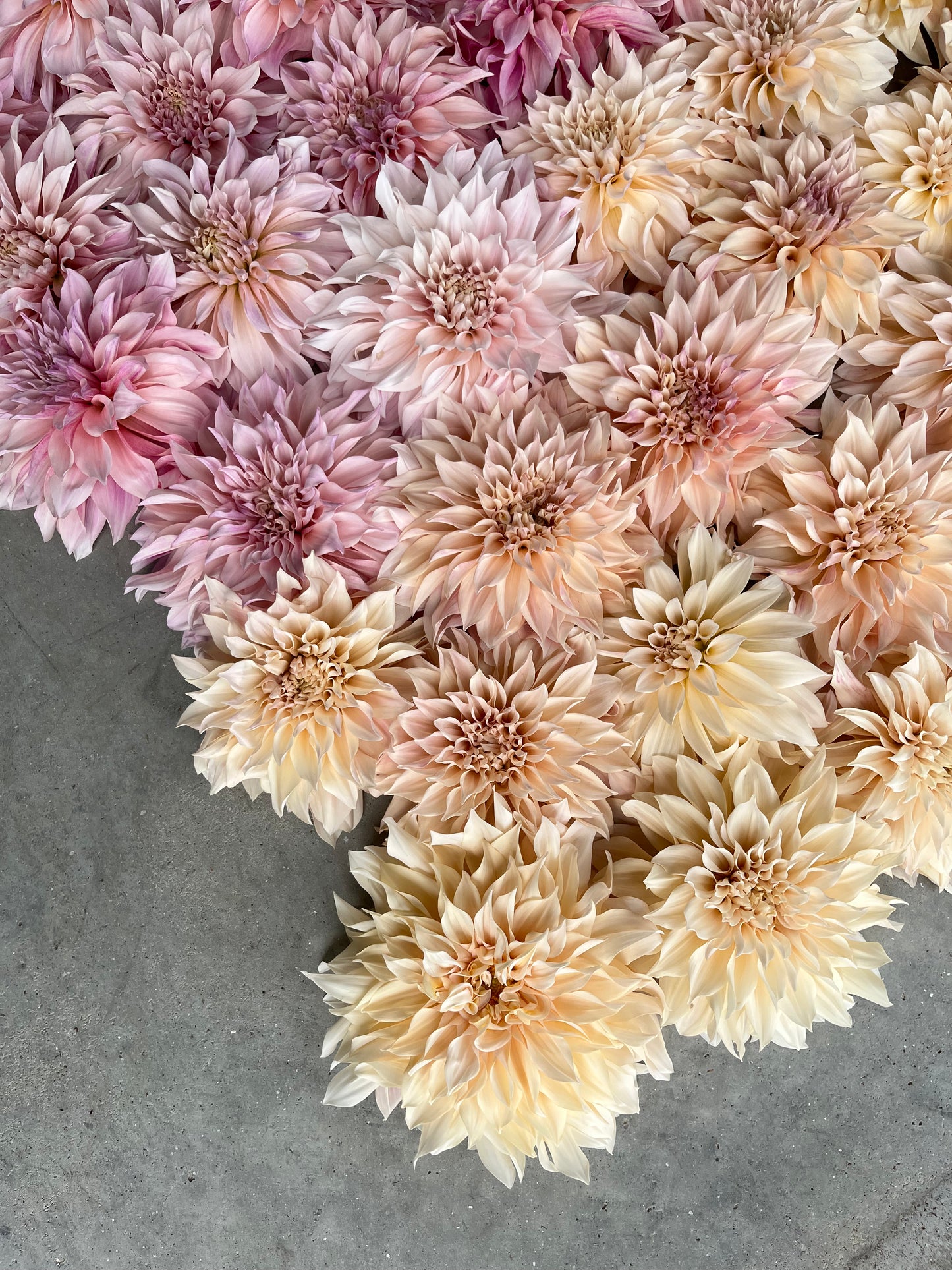URC 'Cafe au Lait' Dahlia 10 Cuttings