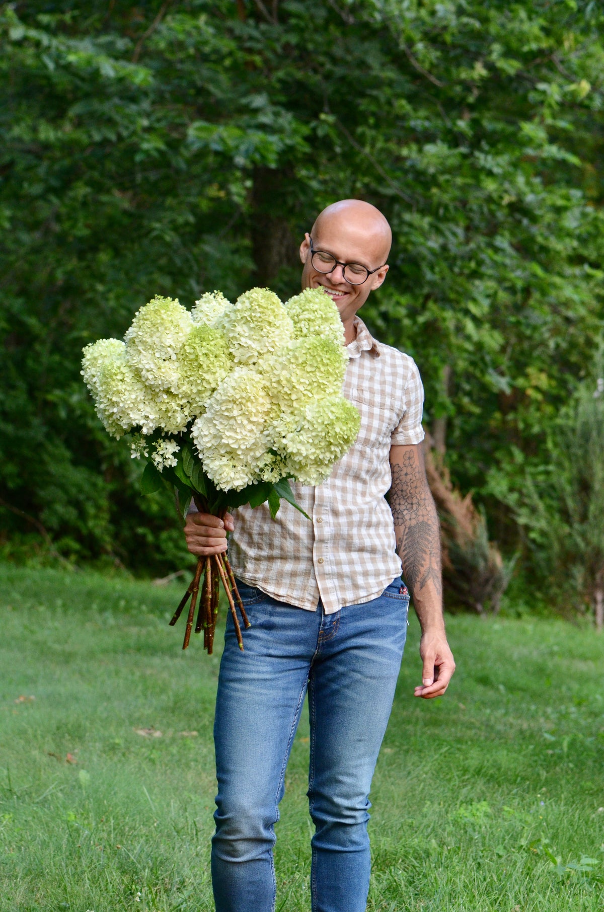 Bare Root - Hydrangea paniculata 'Limelight' (10 ct)