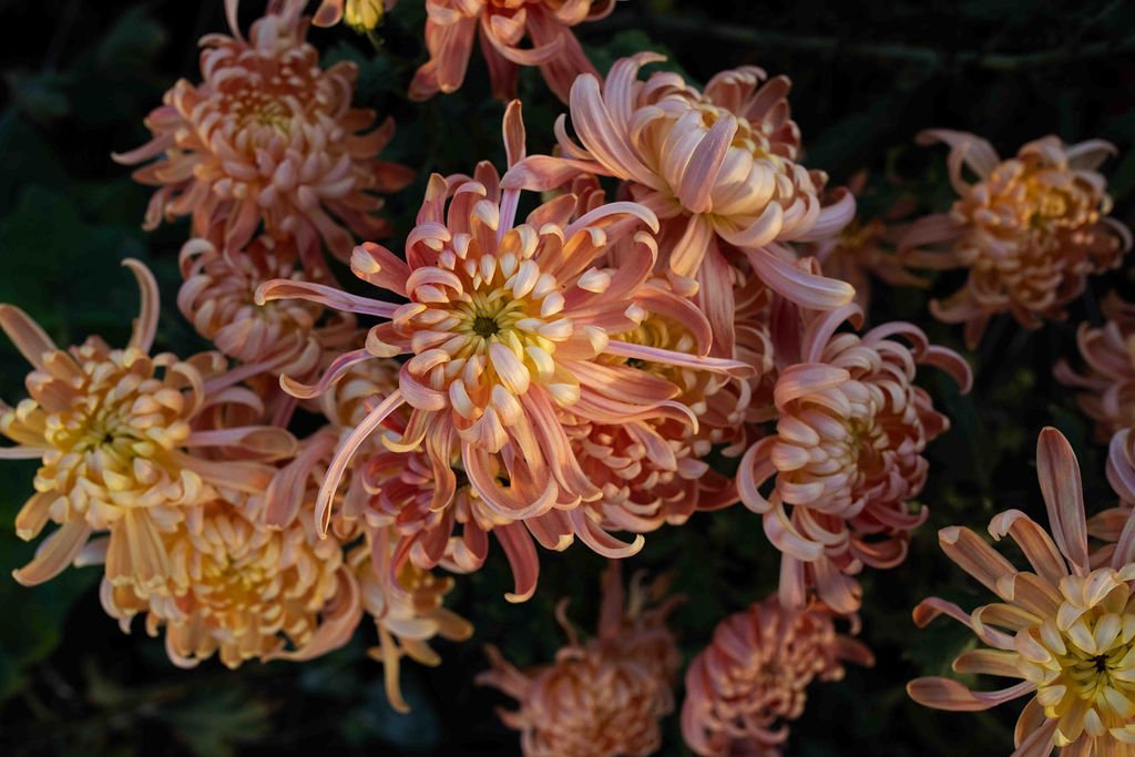 RC- Heirloom Chrysanthemum 'River City'