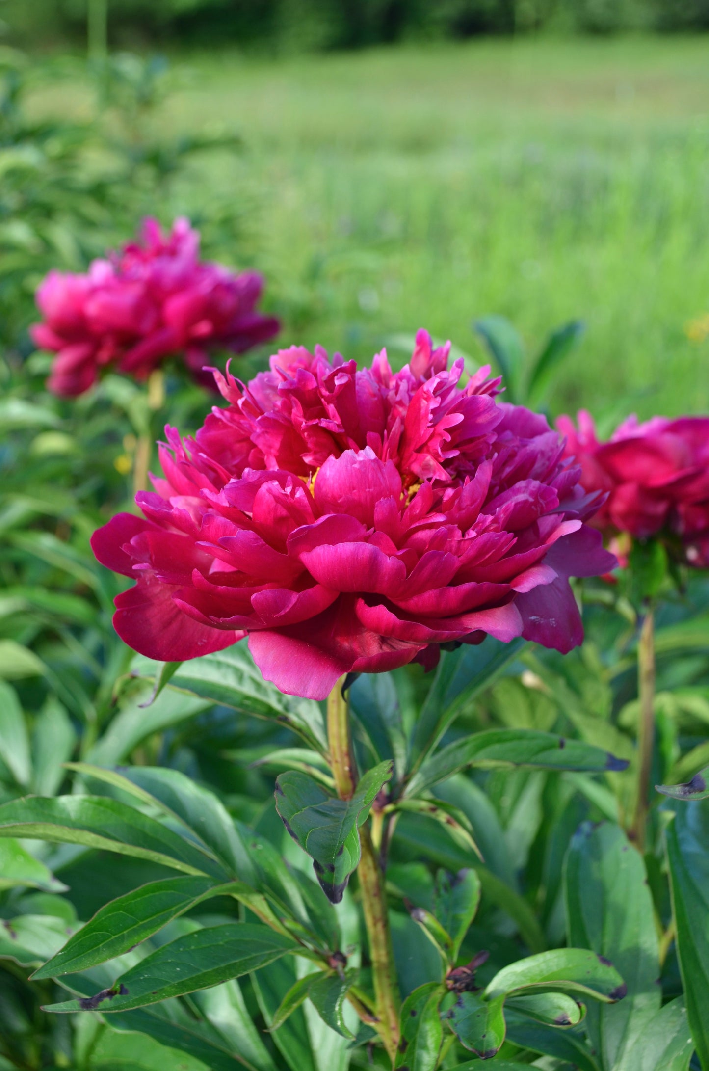 Peony Bare Root - 'Peter Brand'