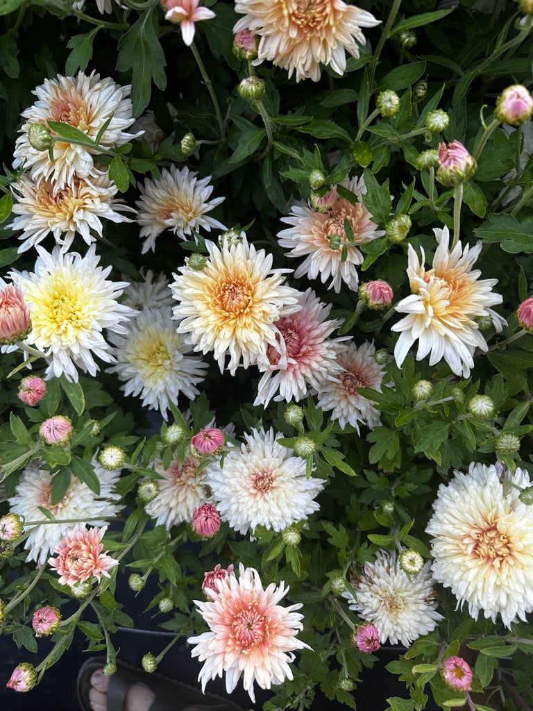 RC- Heirloom Chrysanthemum 'Chiffon'