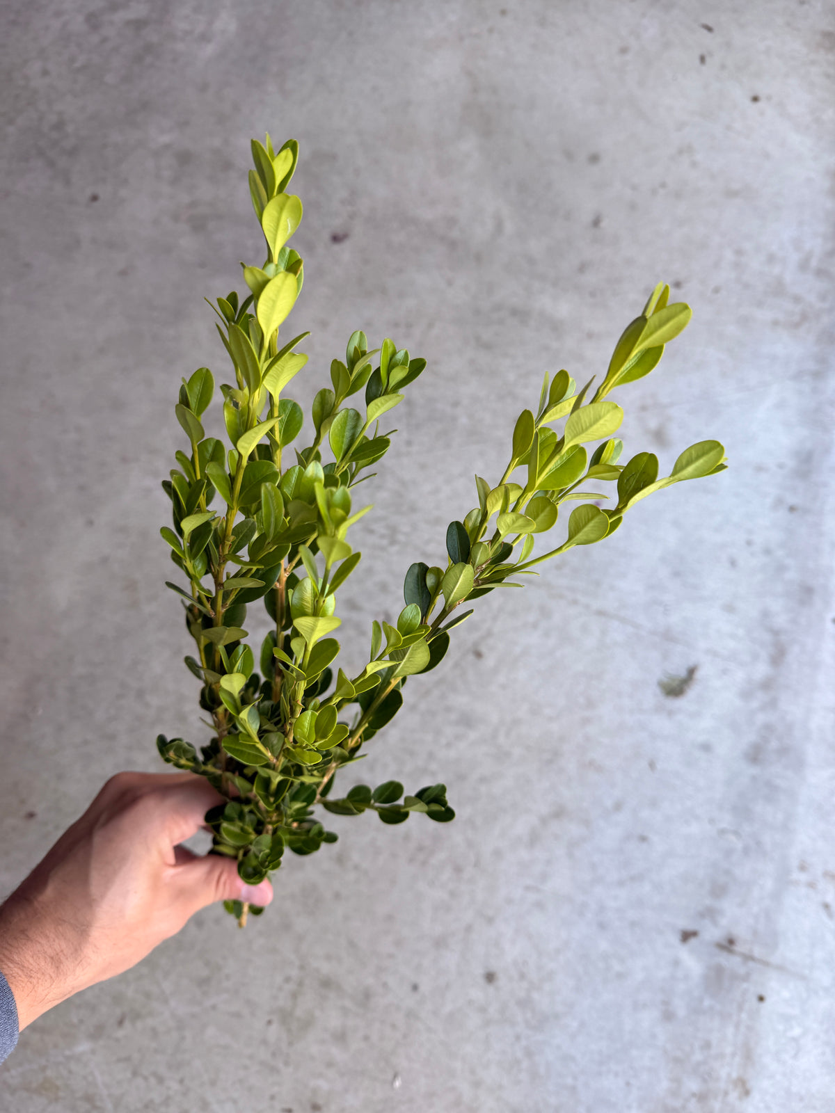 Bare Root - Buxus x 'Green Velvet' (10 ct)