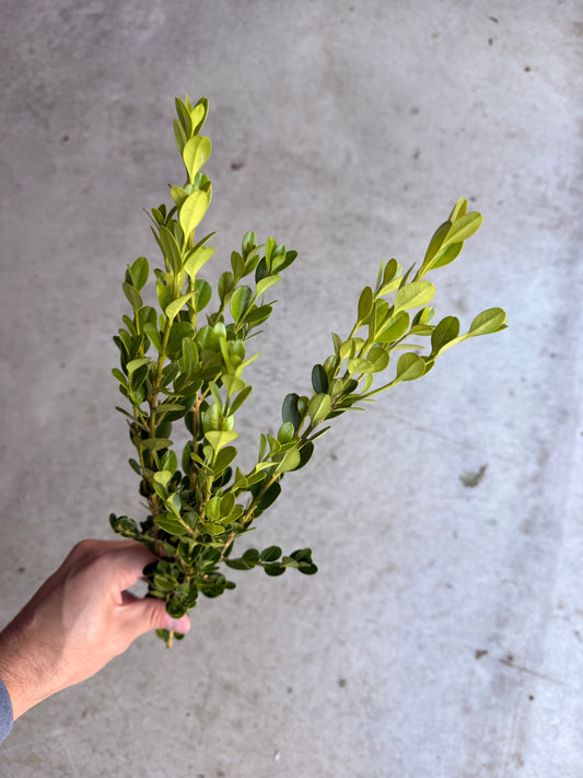 Bare Root - Buxus x 'Green Velvet' (10 ct)