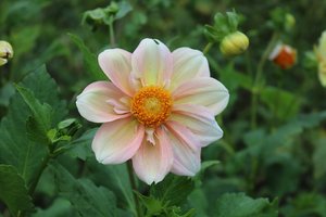 RC- Dahlia 'Appleblossom'