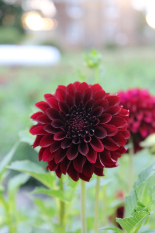 Bulk Dahlia Tuber 'Black Satin'