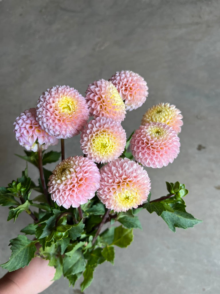 RC- Dahlia 'Irish D. Porter' (4 pack)