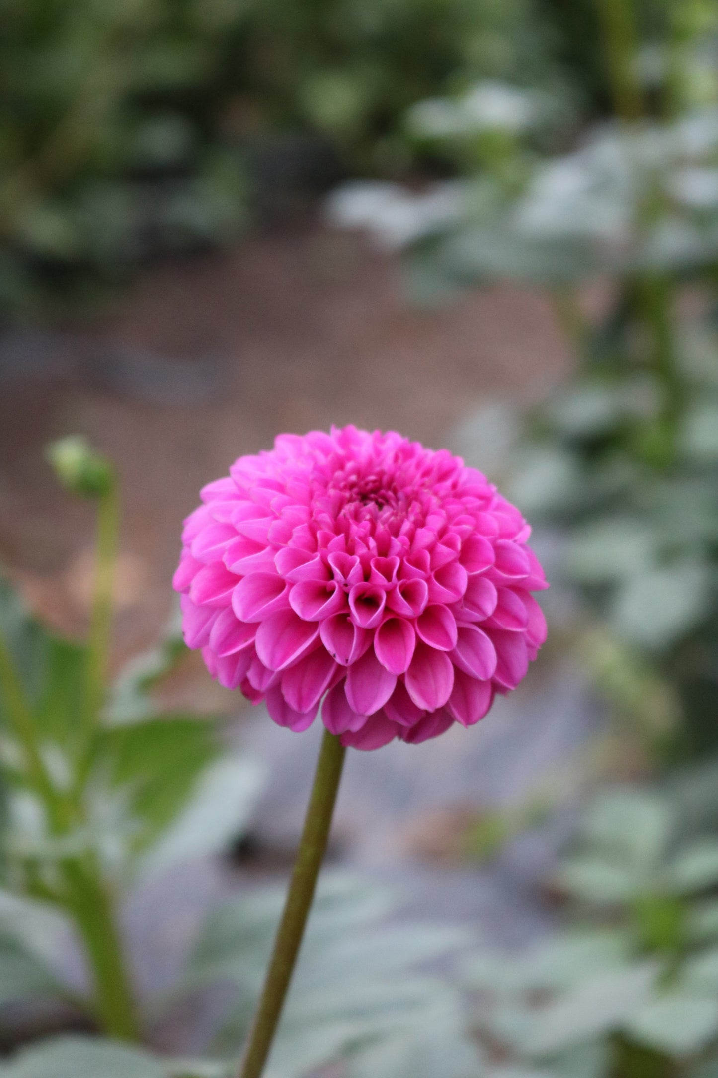 RC- Dahlia 'Franz Kafka'  (4 pack)