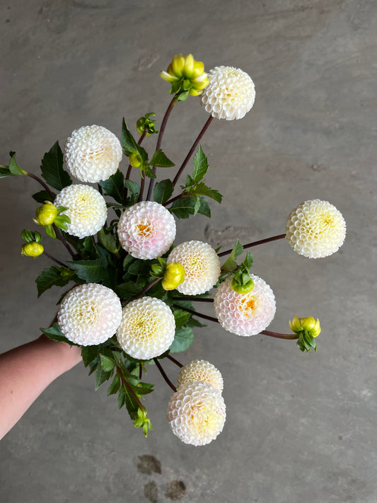 RC- Dahlia 'Small World'  (1 plant)