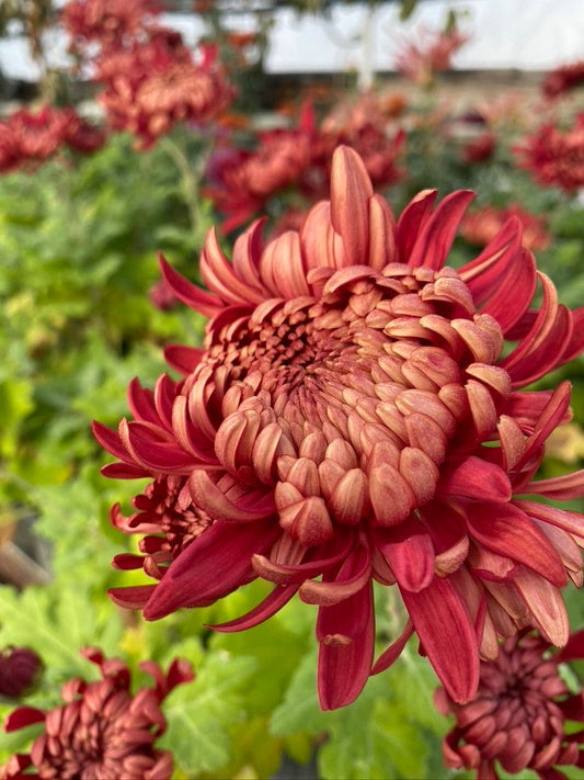 RC- Heirloom Chrysanthemum 'Fort Vancouver'