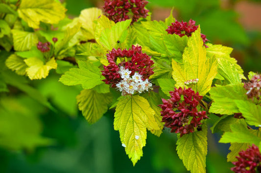 Quart - Physocarpus opulifolius 'Dart's Gold'