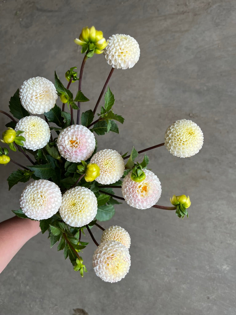 RC- Dahlia 'Small World'  (4 pack)