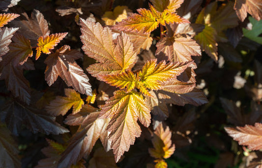 Quart - Physocarpus opulifolius 'Center Glow'