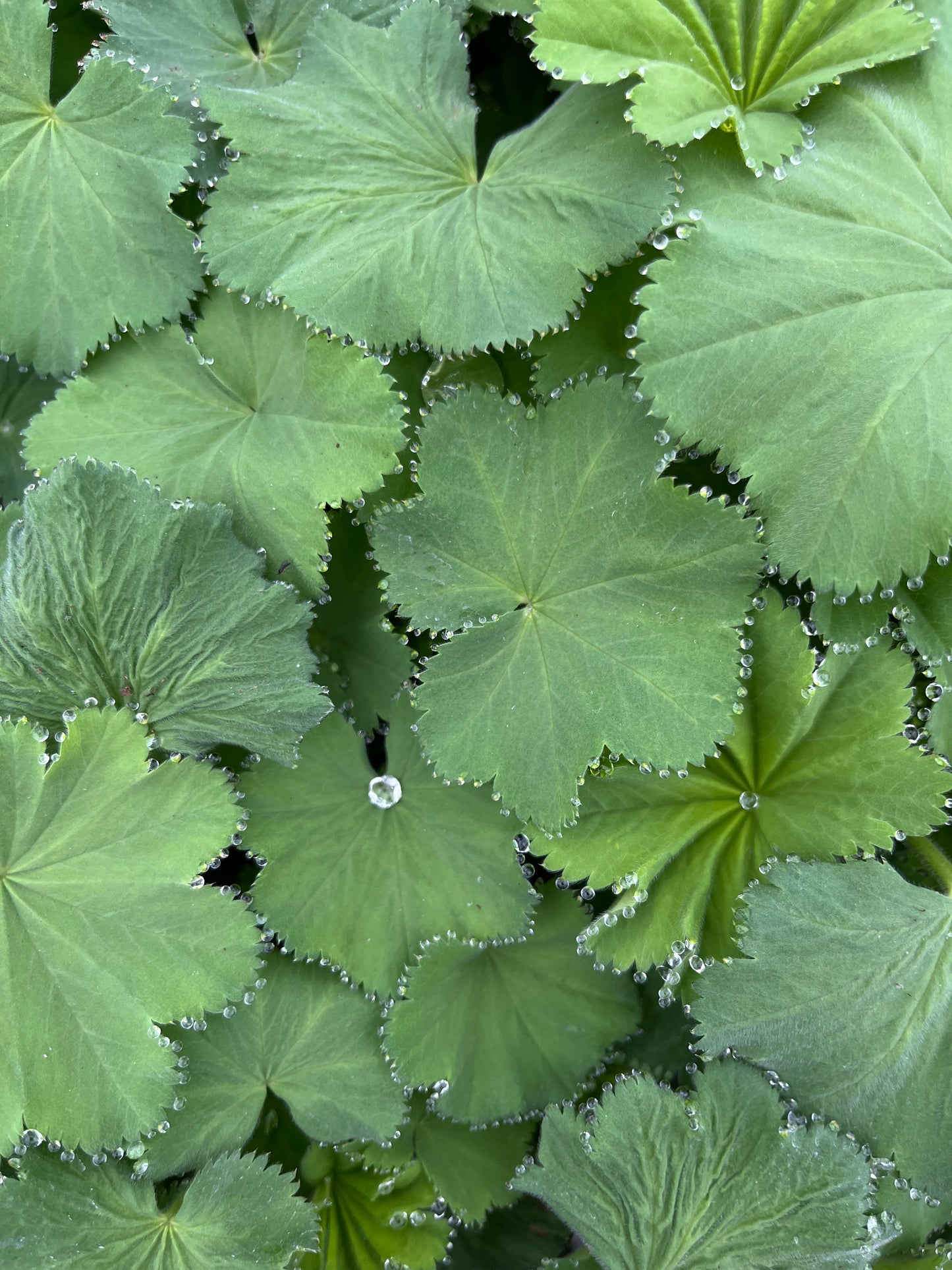 Alchemilla mollis 'Thriller Apex'