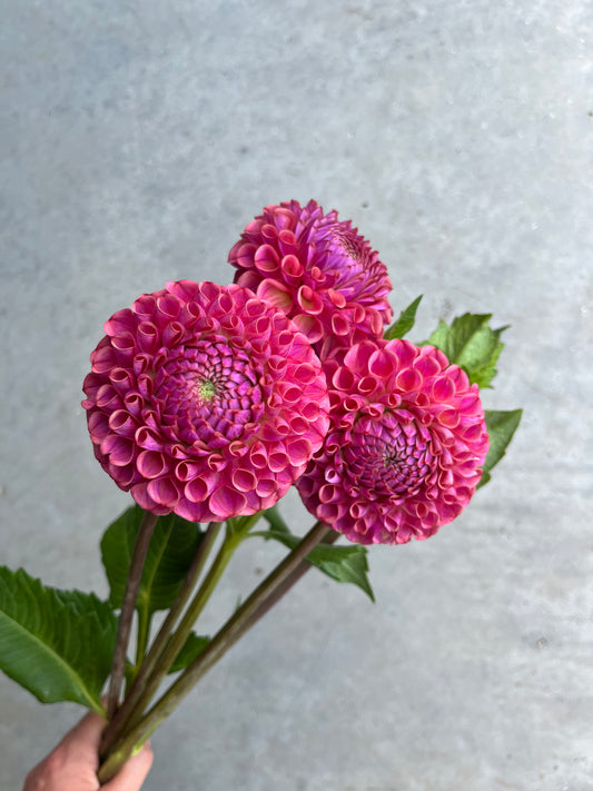RC- Dahlia 'Caitlyns Joy'  (4 pack)