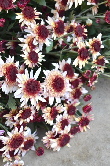 RC- Chrysanthemum 'Suntaste Nutmeg' (4 pack)