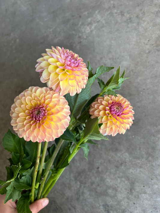 RC- Dahlia 'CJF September Harvest™'  (4 pack)