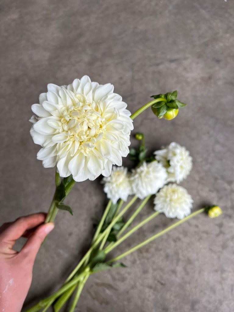 URC 'Blizzard' Dahlia 10 Cuttings
