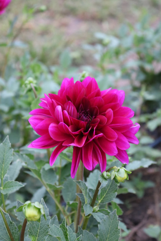 RC- Dahlia 'Le Baron'