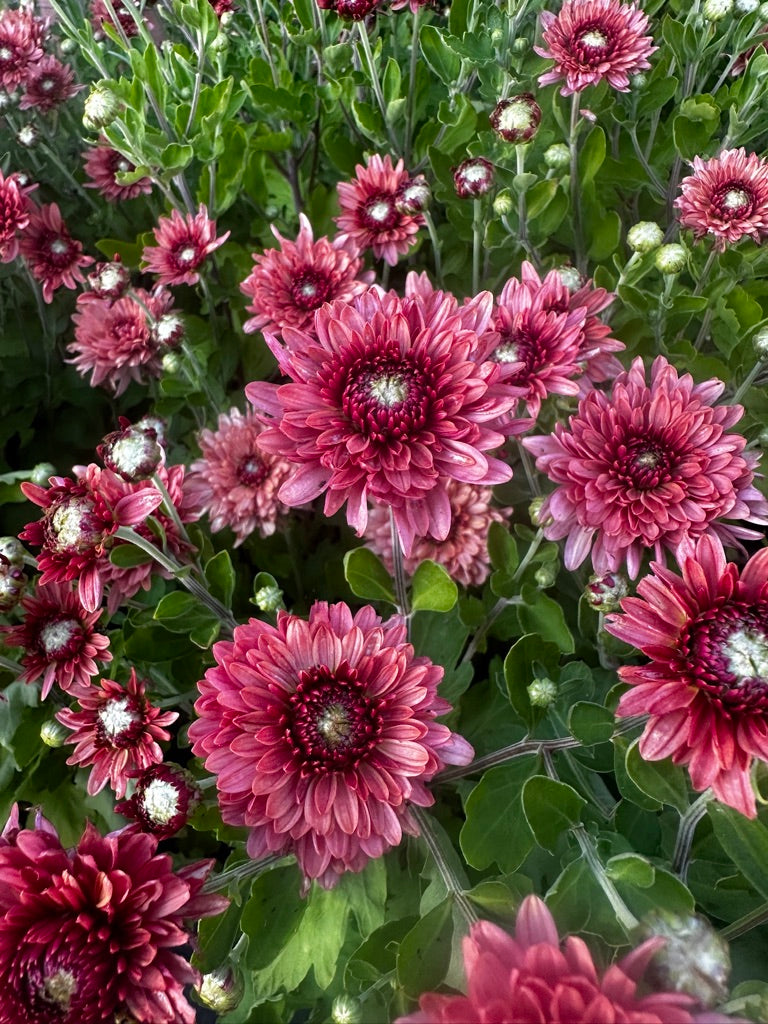 RC- Heirloom Chrysanthemum 'Royal Glamour'