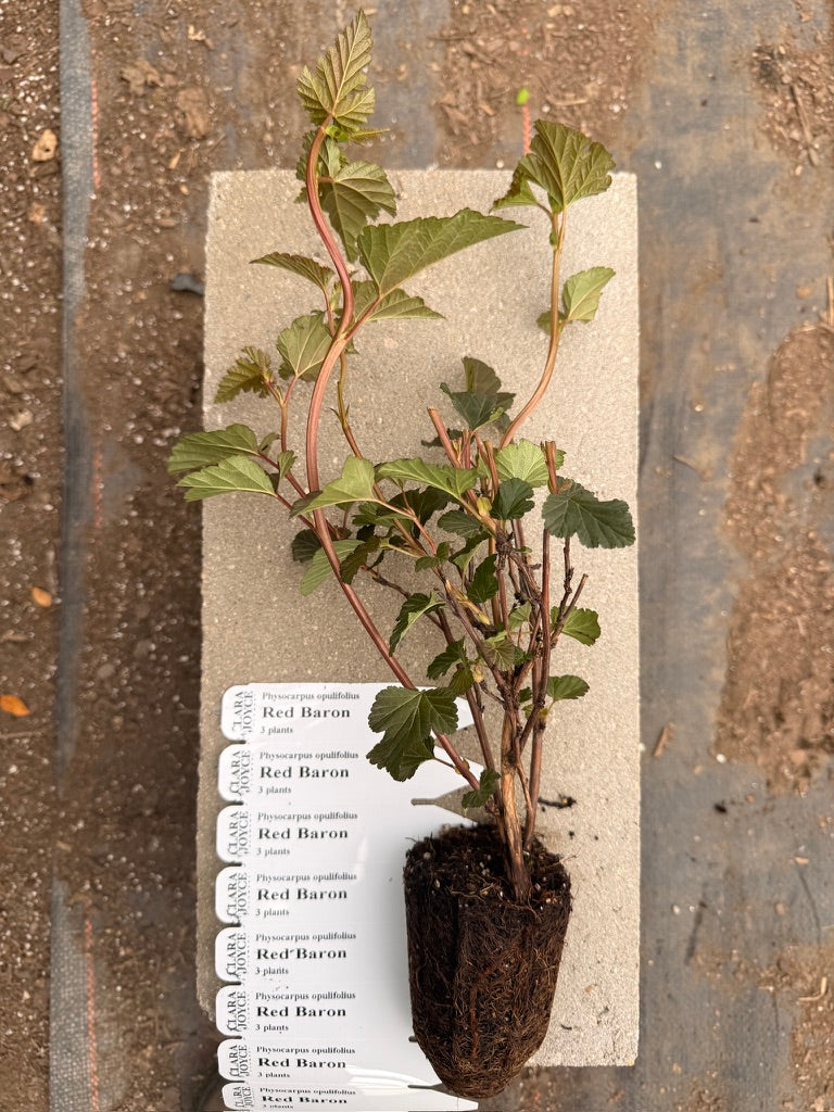 Physocarpus opulifolius 'Red Baron'