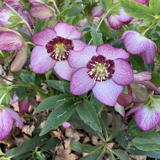 Helleborus Winter Jewels 'Cherry Blossom'