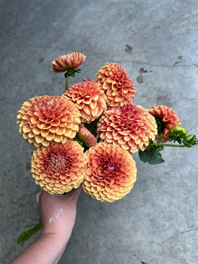 RC- Dahlia 'Hy Suntan'  (4 pack)
