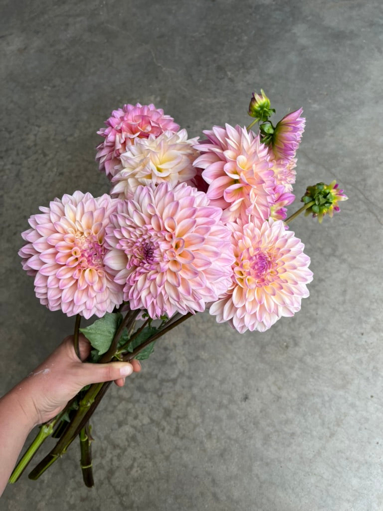 RC- Dahlia 'Coralie'  (4 pack)
