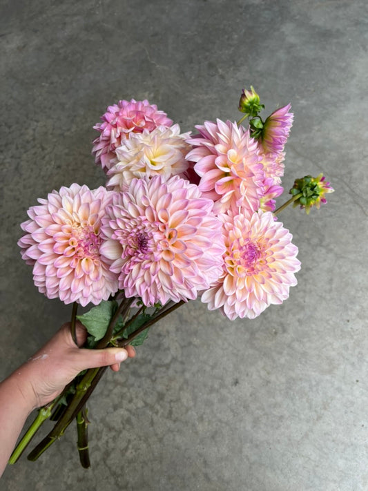 RC- Dahlia 'Coralie'  (4 pack)
