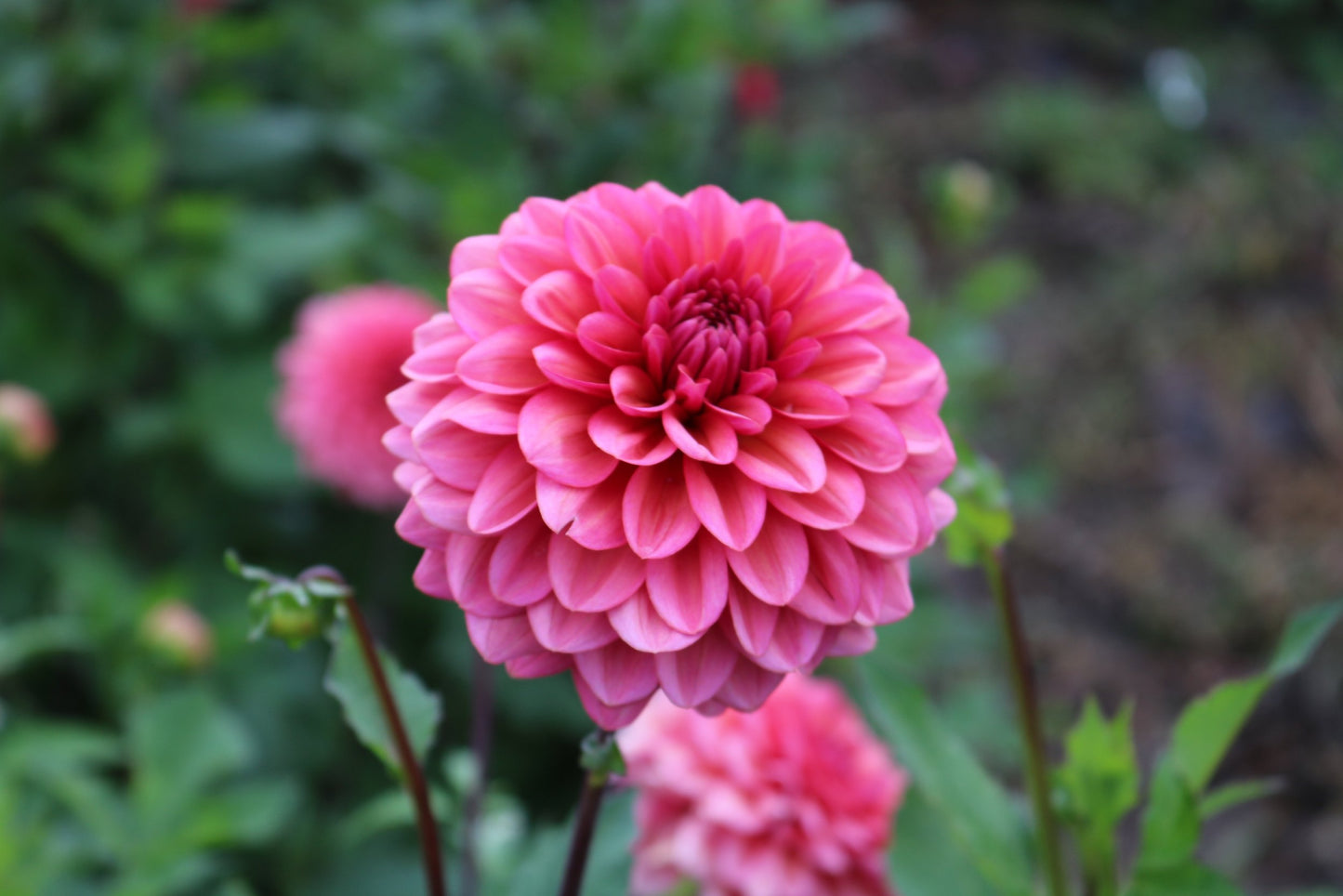 RC- Dahlia 'Salmon Runner'