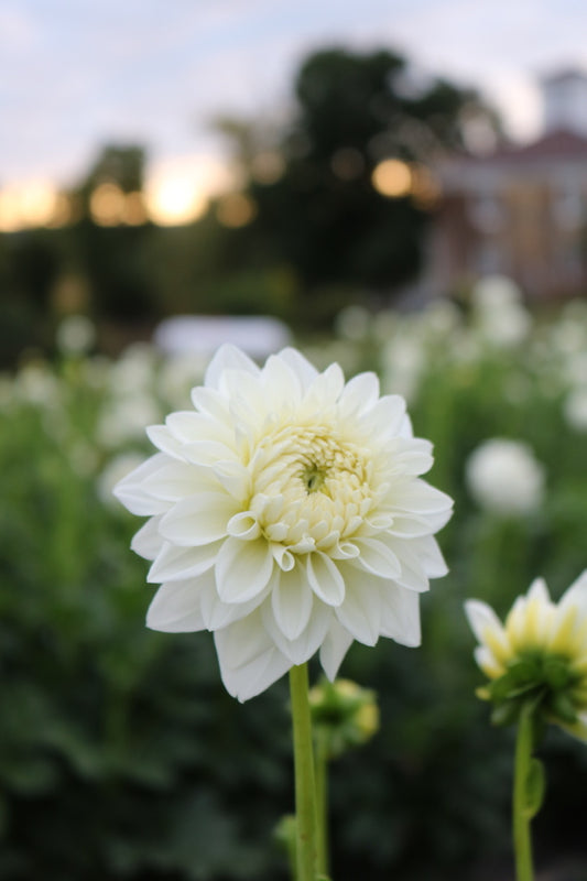 RC- Dahlia 'Blizzard'