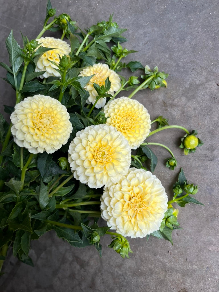 URC 'Creamy' Dahlia 10 Cuttings