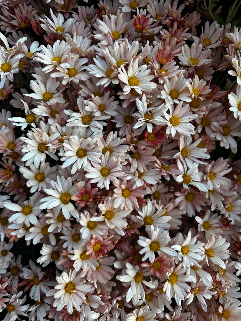 RC- Heirloom Chrysanthemum 'Peaches And Cream'