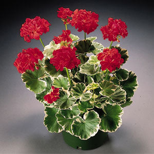 URC - Geranium 'Wilhelm Langguth' (10 ct)