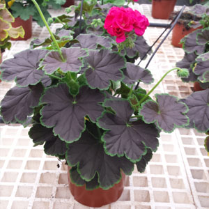 URC - Geranium 'Brocade Cherry Night' (10 ct)