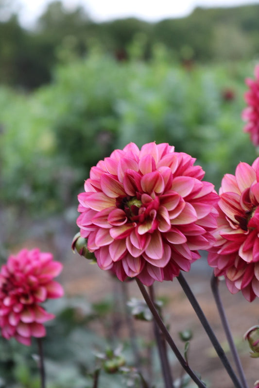 Bulk Dahlia Tuber 'Seniors Hope'